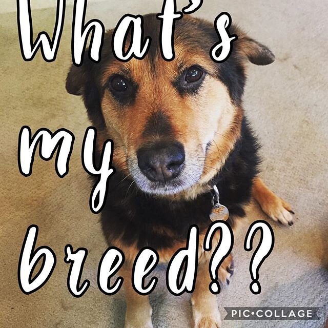 Time for a new round of What&rsquo;s My Breed!!! Where the points don&rsquo;t matter and the dogs are rescued! Today we have Derby! This sweet lady&rsquo;s DNA  is made up of 6 pure breeds, her momma was able to guess the top 3 breeds. Think you can,