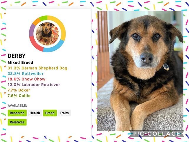 And now for Derby&rsquo;s &ldquo;What&rsquo;s My Breed?&rdquo; results!!! This sweet gal is a mix of German Shepherd, Rottweiler, Chow, Lab, boxer, &amp; collie!! Wow!! Good job with the guessing! How many did you get correct? Thanks @mrshopkinson fo
