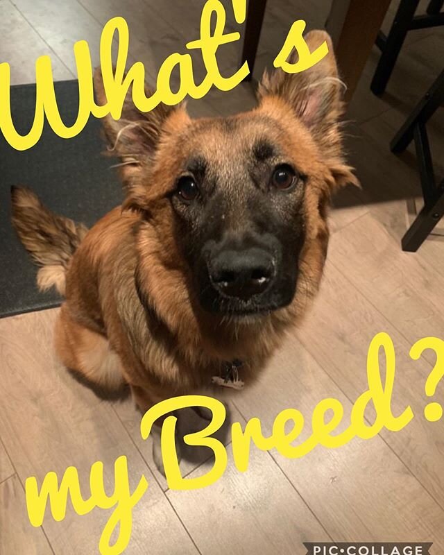 Time for a new round of What&rsquo;s My Breed!!! Where the points don&rsquo;t matter and the dogs are on so fluffy! Today we have Autumn (#k9alias Lilly). This sweet lady&rsquo;s DNA  is made up of 5 pure breeds from around the world. Her mix is comp