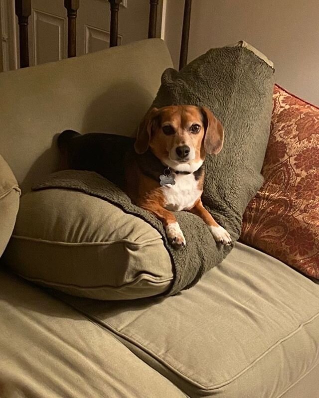 PUPDATE- &ldquo;This is our sweet beagle Maggie (#k9alias Beagle Martha). We adopted her on March 22, 2014. 6 years later, she&rsquo;s still our cute little girl like she was when we brought her home! She&rsquo;s loving the quarantine life with both 