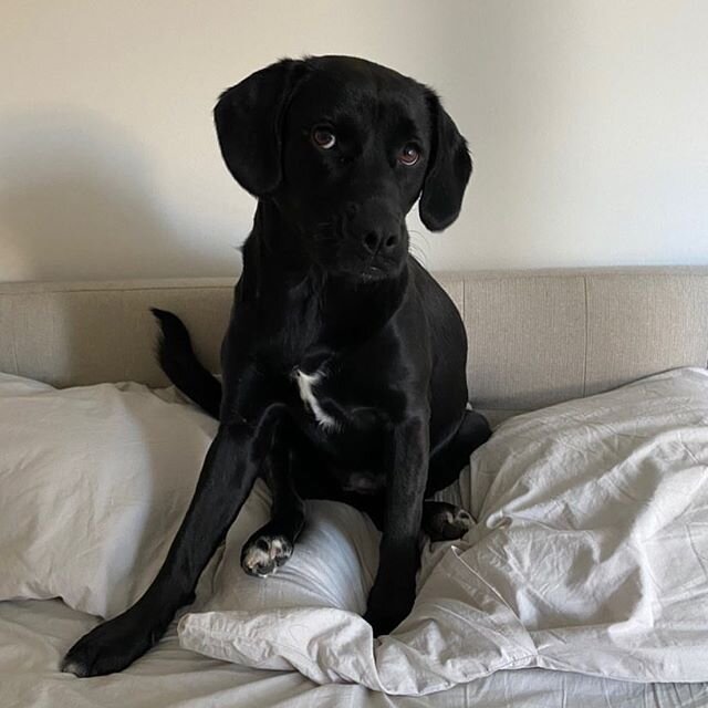 #PUPDATE- &ldquo;This is Ruby (#k9alias Poppy). I adopted her in September 2019 from K9 LifeSavers. She had a sister Princess, I believe! She likes exploring new places, squirrels, and snuggling! I am extremely grateful for her companionship, she bri